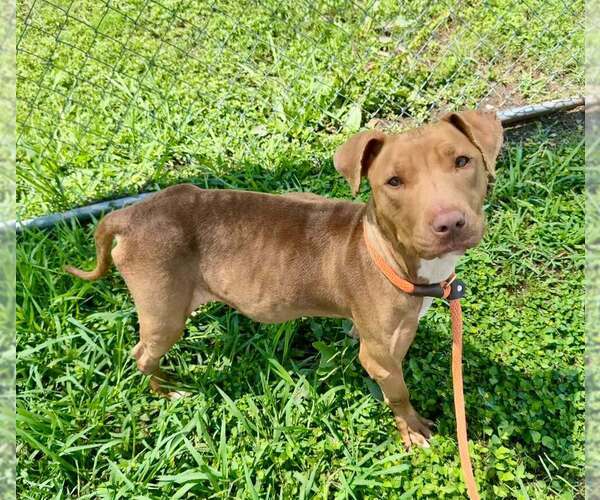 Medium Photo #1 Mutt Puppy For Sale in Abbeville, LA, USA