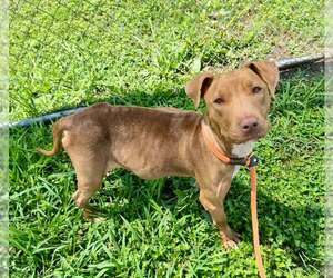 Mutt Dogs for adoption in Abbeville, LA, USA