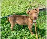 Small Mutt