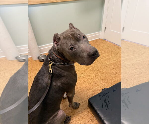 Medium Photo #7 American Pit Bull Terrier Puppy For Sale in Techny, IL, USA