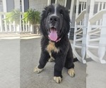 Small #11 Newfoundland