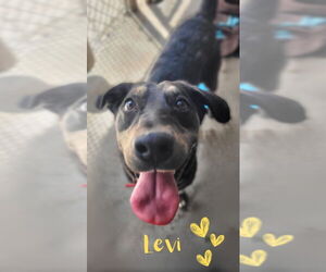 Labrador Retriever-Unknown Mix Dogs for adoption in Monte Vista, CO, USA