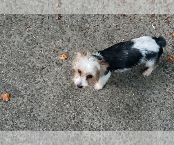 Medium Photo #1 Biewer Terrier Puppy For Sale in WOODSTOCK, GA, USA