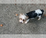 Small Photo #1 Biewer Terrier Puppy For Sale in WOODSTOCK, GA, USA