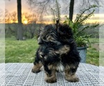 Small Photo #5 Poovanese Puppy For Sale in KNOB NOSTER, MO, USA