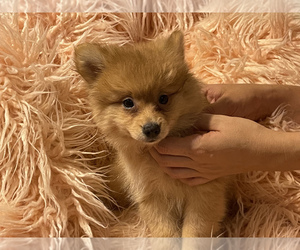 Pomeranian Puppy for sale in BOSTON, MA, USA