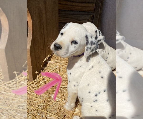 Medium Photo #4 Dalmatian Puppy For Sale in RICHLAND, IN, USA