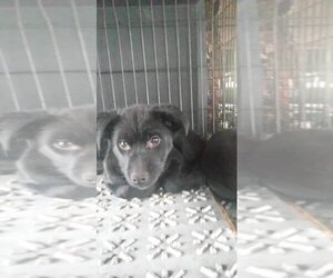 Mutt Dogs for adoption in Calgary, Alberta, Canada