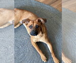 Small #13 Black Mouth Cur Mix