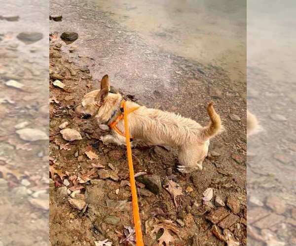 Medium Photo #5 Mutt Puppy For Sale in Kennesaw, GA, USA