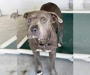 American Pit Bull Terrier Dogs for adoption in Rosenberg, TX, USA