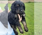 Small Photo #11 Bernese Mountain Dog-Goldendoodle Mix Puppy For Sale in LEETONIA, OH, USA