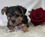 Small Photo #4 Morkie Puppy For Sale in ROCK STREAM, NY, USA
