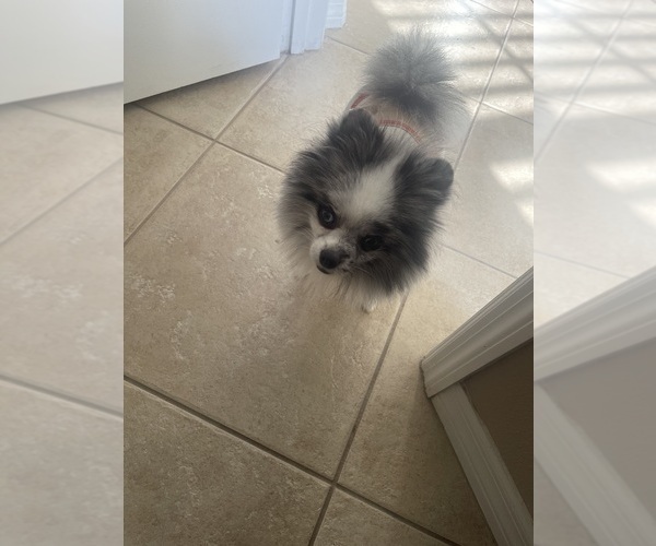 Medium Photo #1 Pomeranian Puppy For Sale in PORTLAND, ME, USA