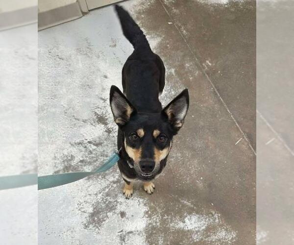 Medium Photo #4 Australian Kelpie-Unknown Mix Puppy For Sale in Plover, WI, USA
