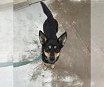 Small #3 Australian Kelpie Mix