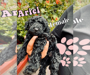 Poodle (Standard) Puppy for sale in LOS ANGELES, CA, USA
