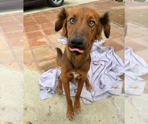 Shylo - Male Irish Setter-Unknown Mix Dog for Adoption - Photo #3