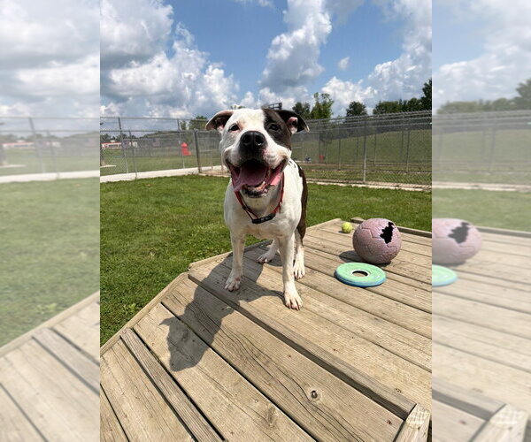 Medium Photo #5 American Bulldog-Unknown Mix Puppy For Sale in Pierceton , IN, USA
