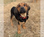 Small Mutt