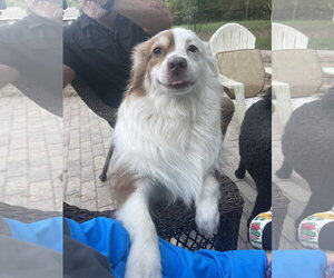 Shep - Male Australian Shepherd Dog for Adoption - Photo #7