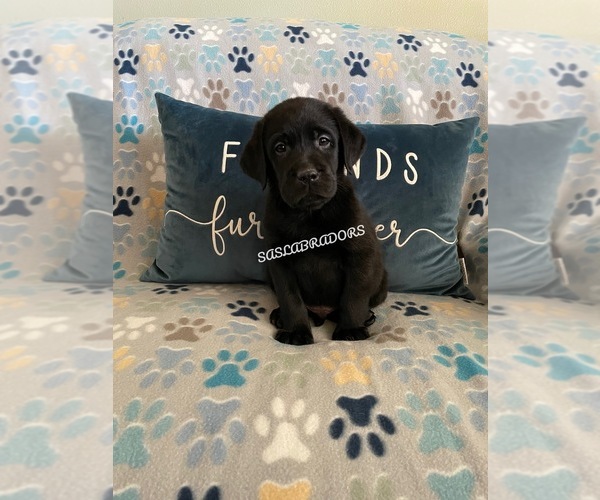 Medium Photo #1 Labrador Retriever Puppy For Sale in PINON HILLS, CA, USA
