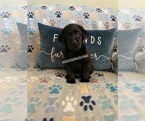 Labrador Retriever Puppy for sale in PINON HILLS, CA, USA
