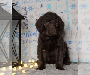 Labradoodle-Poodle (Standard) Mix Puppy for sale in FREDERICKSBG, OH, USA