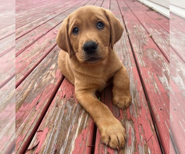 Medium Photo #1 Labrador Retriever Puppy For Sale in PASADENA, MD, USA