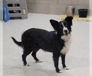 Border Collie Dogs for adoption in Highland, IL, USA