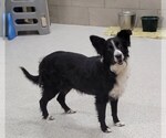 Hilda (Hildie) - Female Border Collie Dog for Adoption - Small photo