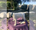 Small Photo #11 Labrador Retriever Puppy For Sale in LIVE OAK, CA, USA