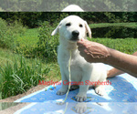 Small Photo #4 German Shepherd Dog Puppy For Sale in PIEDMONT, MO, USA