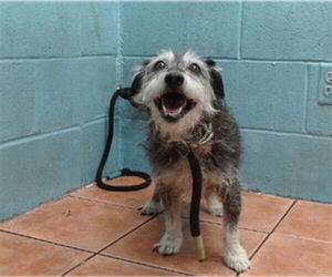 Dachshund Dogs for adoption in Downey, CA, USA