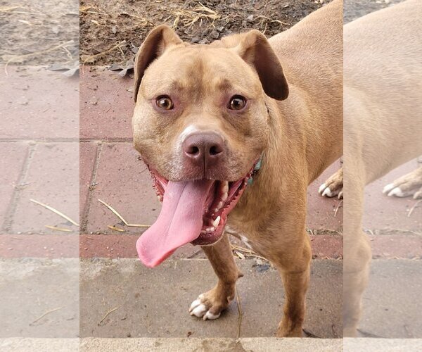 Medium Photo #8 American Staffordshire Terrier-Unknown Mix Puppy For Sale in Spotsylvania, VA, USA