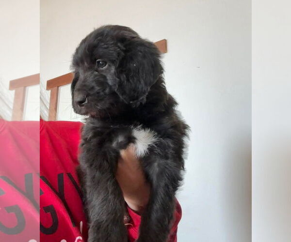 Medium Photo #2 Black Mouth Cur-Poodle (Standard) Mix Puppy For Sale in Grafton, WI, USA