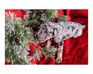 Small Photo #7 Australian Cattle Dog-Catahoula Leopard Dog Mix Puppy For Sale in WELLMAN, IA, USA