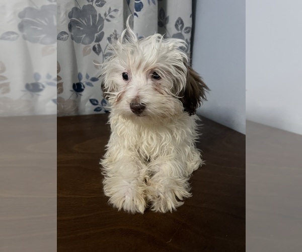 Medium Photo #5 Havanese Puppy For Sale in DURHAM, CT, USA