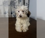 Small #4 Havanese