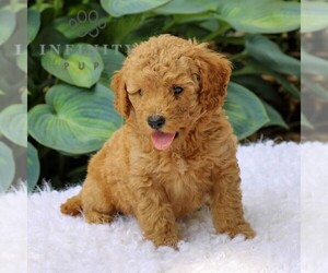 Goldendoodle (Miniature) Puppy for sale in LEOLA, PA, USA
