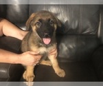 Small Photo #3 German Shepherd Dog Puppy For Sale in RUFFIN, SC, USA