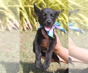 Schipperke-Unknown Mix Dogs for adoption in NYC, NY, USA