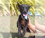 Small Schipperke Mix