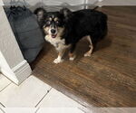 Small #1 Australian Shepherd