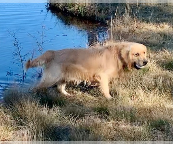 Medium Photo #5 Golden Retriever Puppy For Sale in STELLA, NC, USA