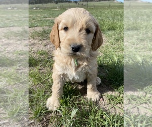 Goldendoodle Puppy for sale in LUSK, WY, USA