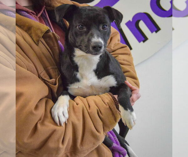 Medium Photo #3 Italian Greyhuahua Puppy For Sale in Huntley, IL, USA