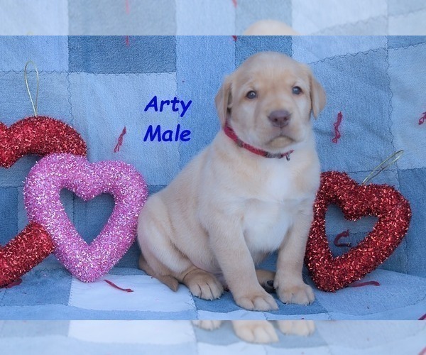 Medium Photo #7 Labrador Retriever Puppy For Sale in BRIDGEWATER, VA, USA
