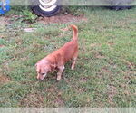 Small Dachshund Mix