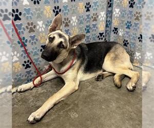 German Shepherd Dog Dogs for adoption in Rosenberg, TX, USA